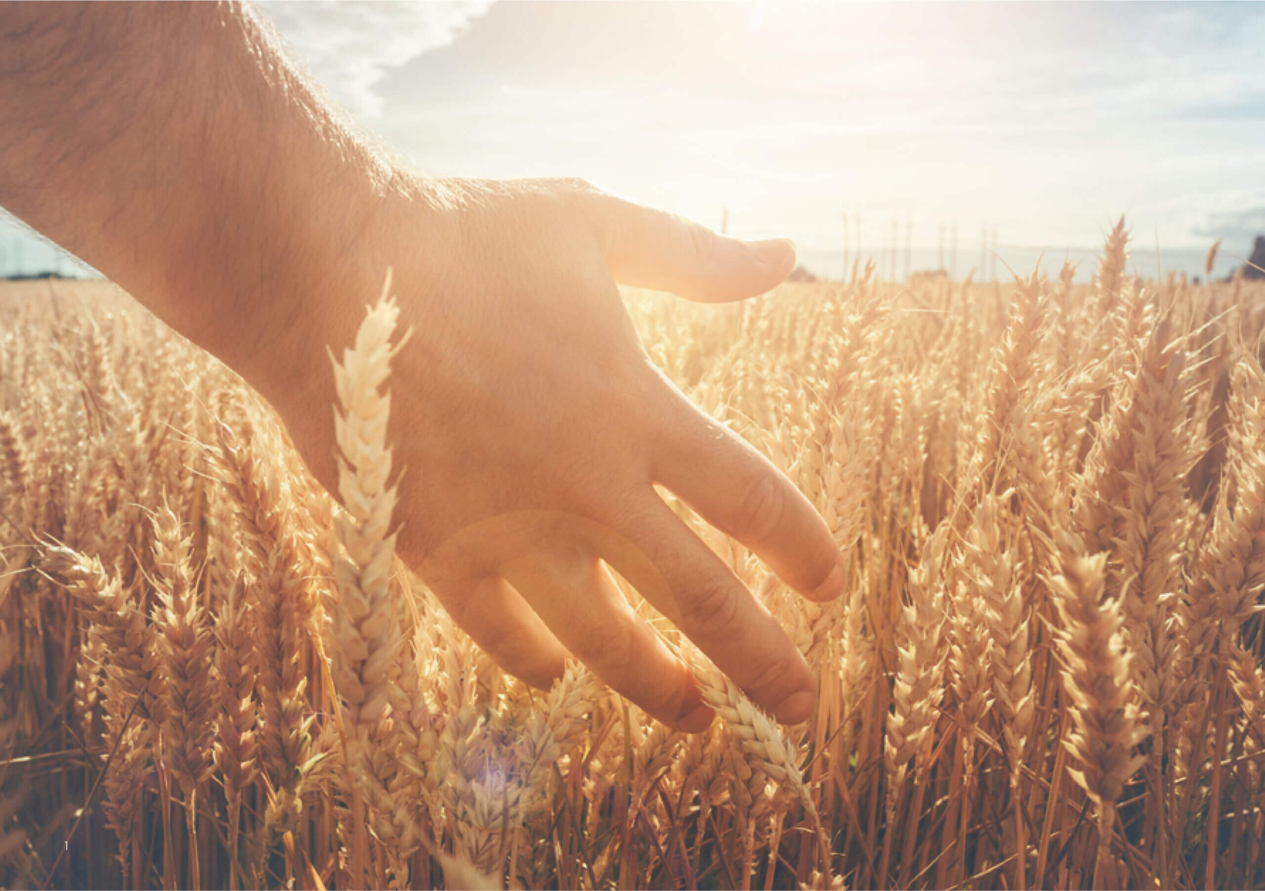 A hand touching golden wheat